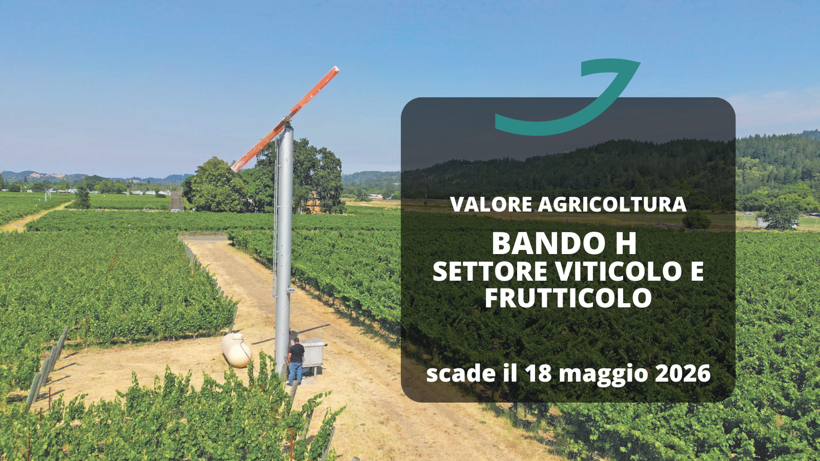 bando H settore viticolo e frutticolo valore agricoltura